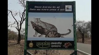 Dnyanganga wild Sanctuary,Botha forest,Botha jungle, buldhana.