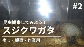 【癒し・観察】スジクワガタを観察してみよう！【昆虫観察#2】