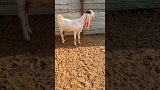 hijazi goat goat farming in pakistan ❤️ Hejazi goat breed #shorts #cuteanimals #goat #shortvideo