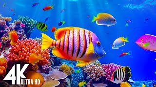 Aquarium 4K VIDEO (ULTRA HD) - Tropical Fish, Coral Reefs - Relaxing Music Reduce Stress