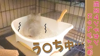 【激かわ】子猫のトイレシーン撮影成功！天才マンチカン現る！？｜短足マンチカンにゃんぴょう