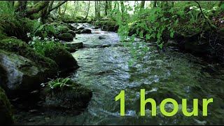 Nature Sounds of a Forest River for Relaxing-Natural meditation music of a Water
