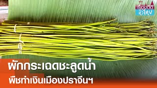 ผักกระเฉดชะลูดน้ำ ผลผลิตจากปราจีนฯ | เรื่องดีดีทั่วไทย | 17-9-67