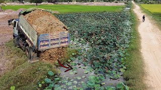 Incredible massive PROJECT! Power machinery, dump trucks & dozer fill-up dirt into lotus farm