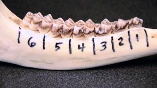 White-tailed Deer Jawbone Aging: Part 1 -- Tooth Replacement