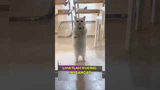 Funny cat dancing #shorts #catdancing