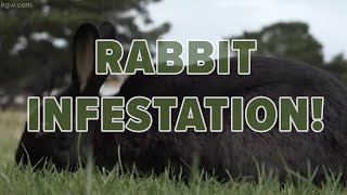 Rabbit infestation in Cannon Beach