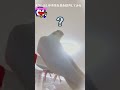 【オカメインコ】天才的なオウム返しbyパセリ。genius parrot parroting. shorts