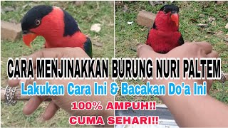 Cara Menjinakkan Burung Nuri Kepala Hitam Dengan Do'a || Tutorial || Putra Sulawesi