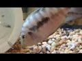 Convict cichlid - single parenting. amazing facts on convict cichlid breeding and parenting skills