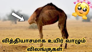 நம்ப முடியாத விஷயங்கள் / Unbelievable Moments  part 1 / Tamil Display