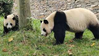 Ville de Chengdu au Sichuan en Chine