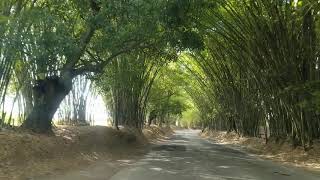 Driving from Lacovia to Holland Bamboo | St Elizabeth