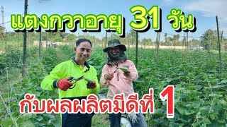 แตงกวามีดที่1กับอายุ31 วัน | แตงกวาสร้างรายได้ | เกษตรสร้างรายได้ | เกษตรแบบยั่งยืน