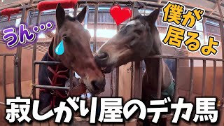 大きくて暴君なデカ馬が…実は寂しがり屋で友達が大好きな姿が可愛すぎました。【ツルマルボーイ様のシモベ】