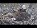 hays bald eagles mom and dad protect h16 h17 h18 from intruder 2022 04 13 18 10