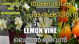 Lemon vine||Pereskia Acculeata||Barbados Gooseberry||Gardeneca_home||Malayalam||ലെമൺ വൈൻ