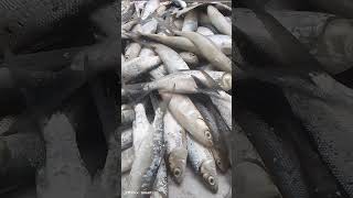 #milkfish #fresh #amazing #satisfyingvideo #viralvideo #fish #philippines #market #asmr #food