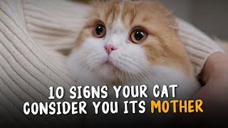 10 Signs Your Cat Consider You its Mother