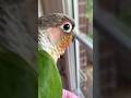 Conure sounds - cute conure parrot tries to sing