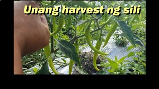 Unang harvest ng sili....