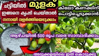 ഉണ്ട മുളക് ഇങ്ങനെ കൃഷി ചെയ്താൽ ആഴ്ചയിൽ 500 രൂപ വരെ സാമ്പാധിക്കാം|chilli farming athome in Malayalam