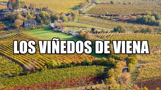 BARCELONAUTES / LOS VIÑEDOS DE VIENA