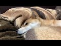 朝起きると柴犬が２度寝しにきていた shiba inu