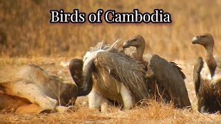 Vulture Feeding in Cambodia | Birds | Nature | Wildlife | Cambodia |