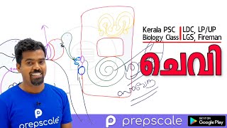 Kerala PSC - LDC LGS LP/UP Assistant - Biology - Ear (ചെവി)| prepscale