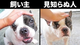 犬の心を不安定にする12の事