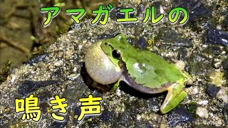 The croaking of the Japanese tree frog