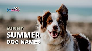 39 Sunny SUMMER DOG NAMES for 2023!! | PupNames.com