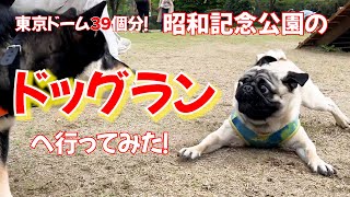 東京ドーム39個分の昭和記念公園ドッグランへ行ってみた_pugパグのり助152