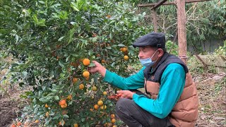 砂糖橘年年高產 | 梅子樹滿滿的小花包