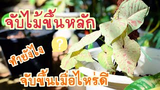 จับไม้ขึ้นหลัก | ดูหน้าไม้ยังไง เมื่อไหร่ขึ้นหลักได้ วัสดุปลูกปรับเพิ่มมั้ย