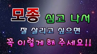 [텃밭농부.596]  모종심은후 잘 살리고 싶으시면 이렇게 해주세요!