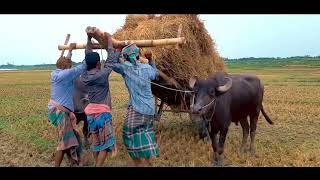 How do work bull || ধান বোঝায় মহিষের গাড়ি || buffalo video #farming