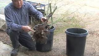 FIELD GROWN JAPANESE MAPLES