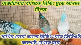 বাজরিগার পাখিকে ব্রিডিং মুডে আনার কিছু টিপস || বাজরিগার পাখি পালন || #বাজরিগার #birdsbreeding