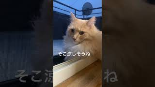 網戸で夕涼みするイケメン君【6/19】 #cat #サイベリアン #猫のいる暮らし