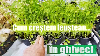 Cum crestem leustean la ghiveci?