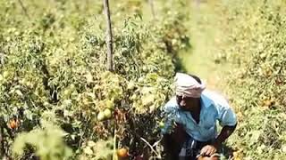 Basaralu farmer