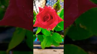 Flowers image song romantic roses 🌹 WhatsApp status 💞 #love #song #hindi #flowers #nature #shorts ❤️