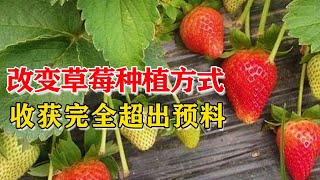 改变草莓种植模式，种植简单了，农户创新收获颇丰【付老师种植技术团队官方频道】