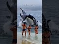 orca whales right behind tourists on the beach shorts virrals trending yearsofyou