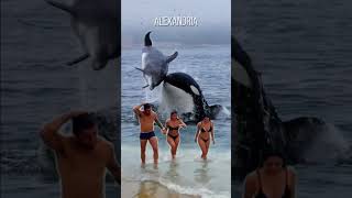 Orca whales right behind tourists on the beach #shorts #virrals #trending #yearsofyou