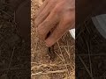 action catching ticks antlion larvae