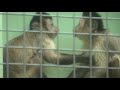 two good friends are sticking together and talking. 仲良くお話中。tufted capuchin フサオマキザル