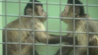 Two good friends are sticking together and talking.  仲良くお話中。Tufted capuchin フサオマキザル